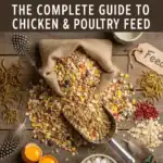 The Complete Guide to Chicken & Poultry Feed