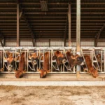 Cattle Feed Raw Material Manufacturers & Suppliers