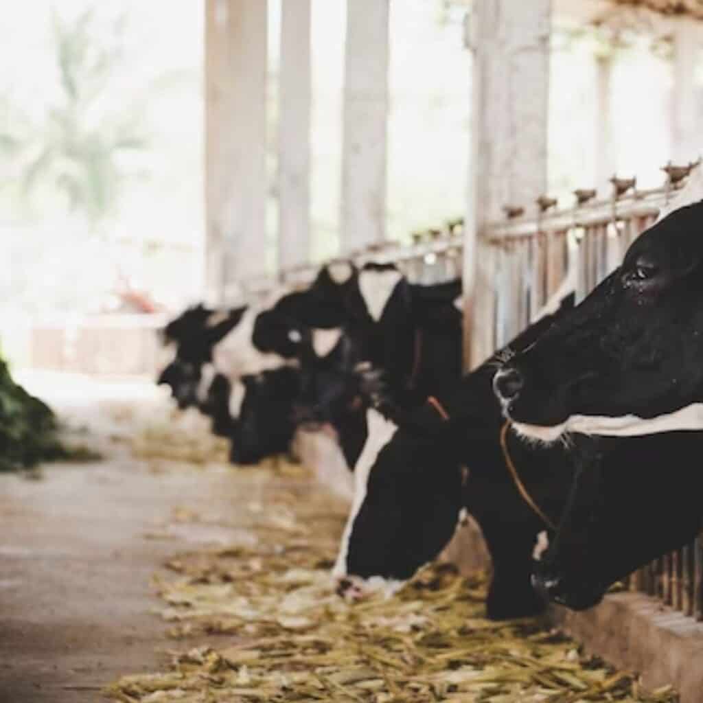 cattle-feed-price-list-50-kg-50-kg-cattle-feed-at-latest-price