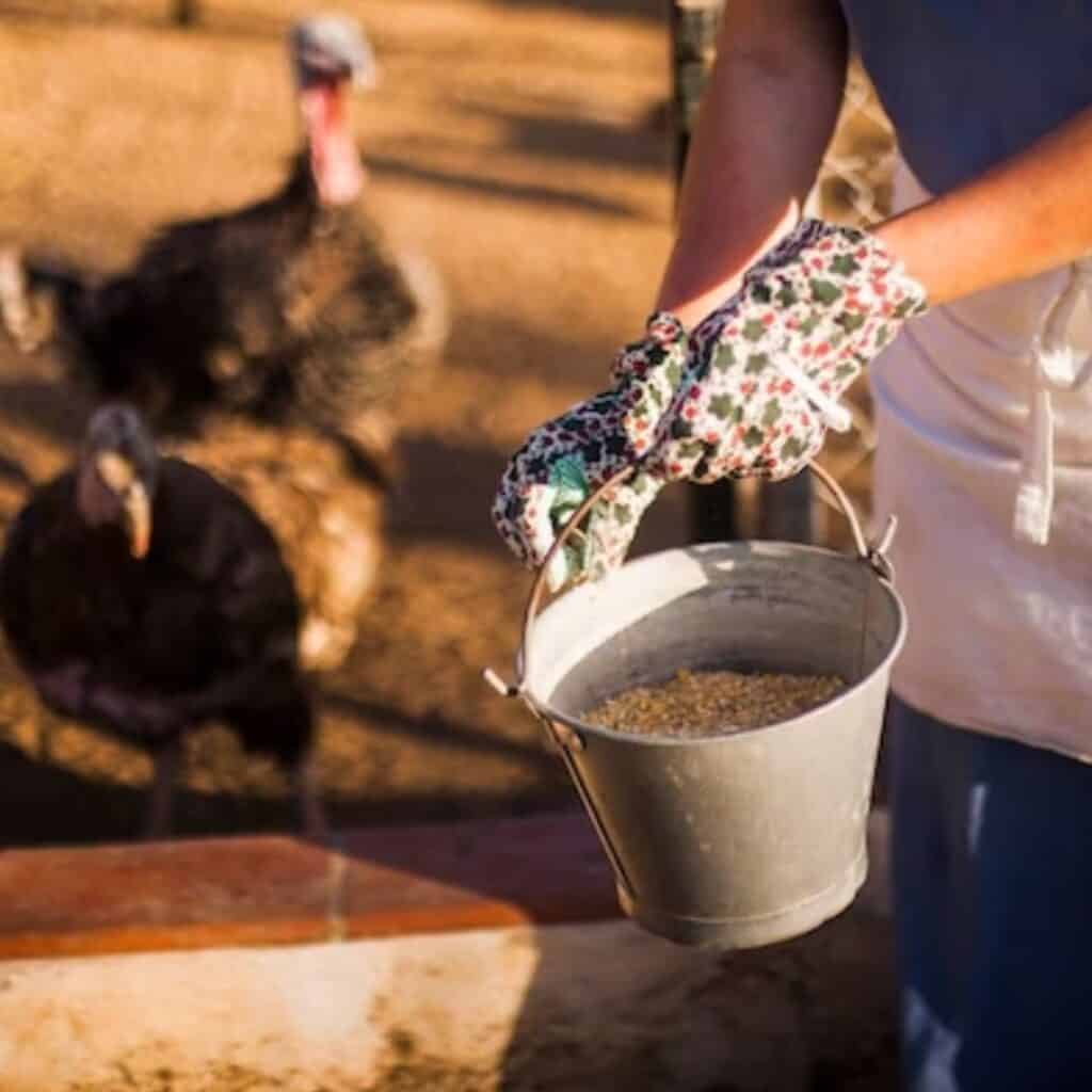 Poultry Feed Raw Material Suppliers Manufacturers Prodigy Poultry feed raw material suppliers manufacturers prodigy