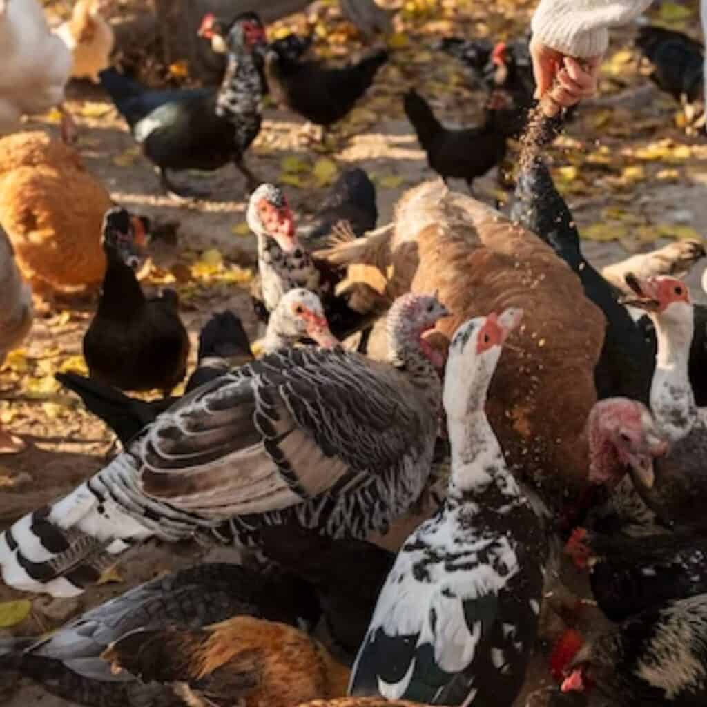 cattle-feed-price-list-50-kg-50-kg-cattle-feed-at-latest-price