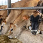 Cattle Feed Raw Material Supplier in Bangladesh 