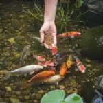 Fish Feed Price in India