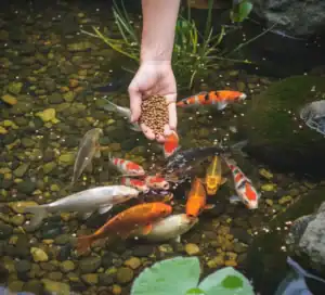 Fish Feed Price in India