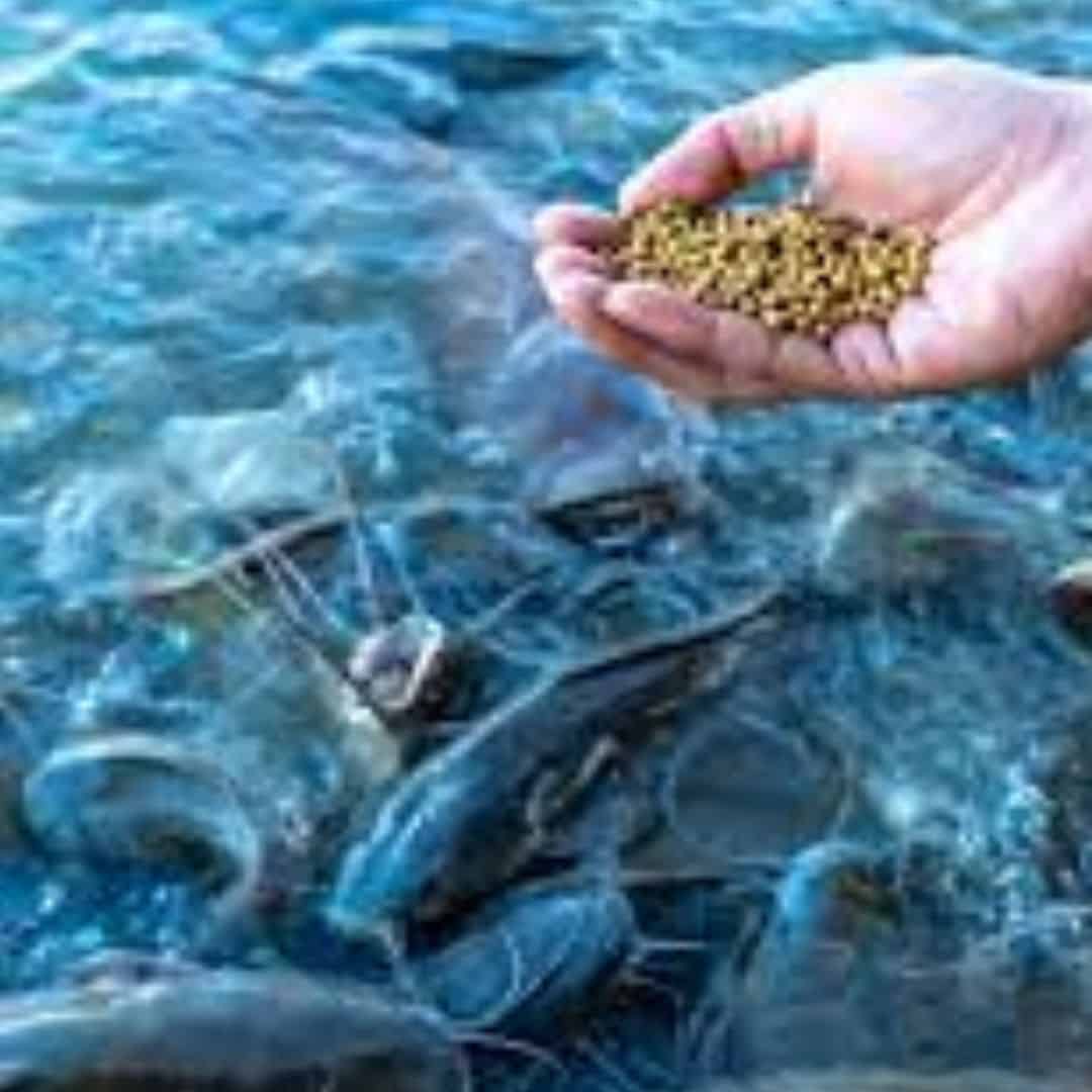 Fish Feed Price in India