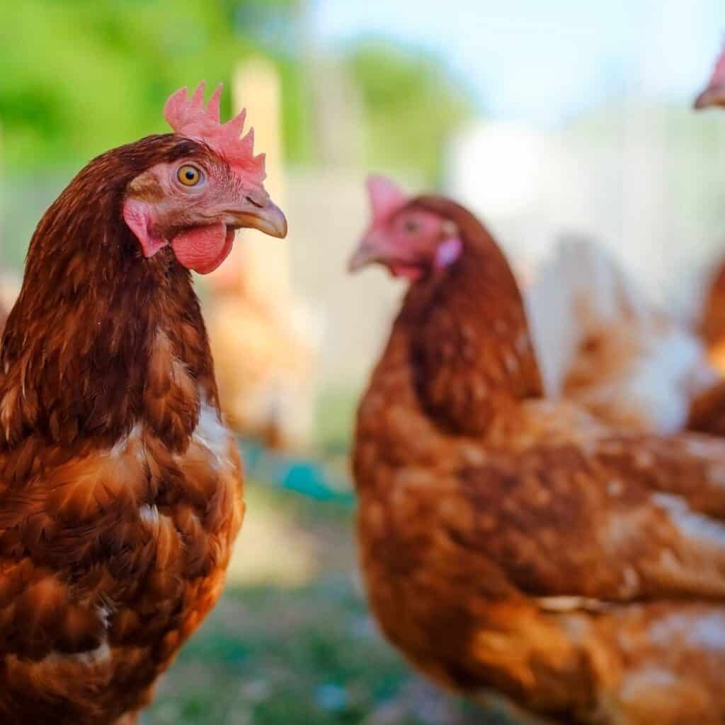 Poultry Feed Raw Material Supplier in Vietnam Prodigy Foods