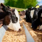 Cattle Feed Price List 50 Kg