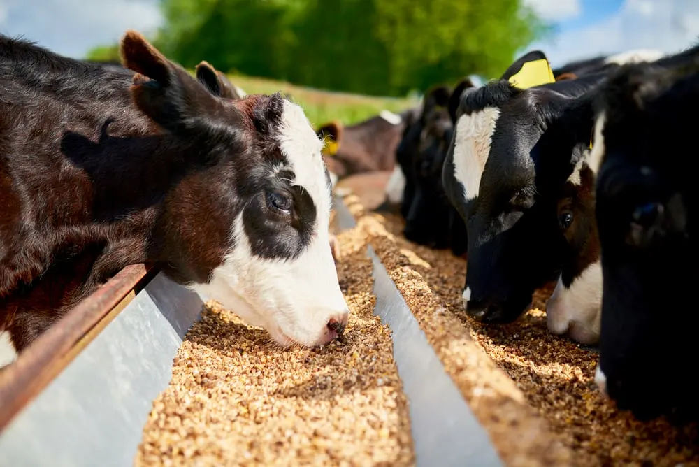 Policosanol (Triacontanol) manufacturer Policosanol (Triacontanol) manufacturer