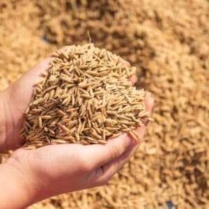 Rice Gluten Meal Exporters in Bangladesh