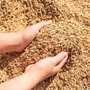 बांग्लादेश में चावल डीडीजीएस निर्यातक