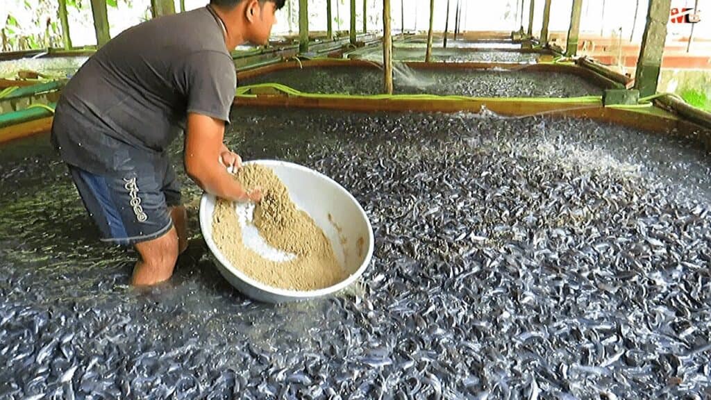 Fish Feed 50kg Price in India 