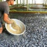 Fish Feed 50kg Price in India