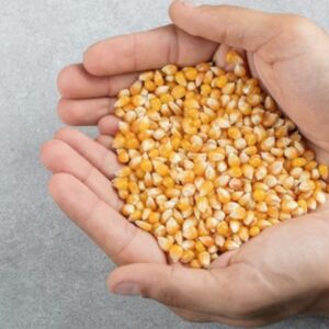 What is Corn DDGS? Price, benefits & Specifications
