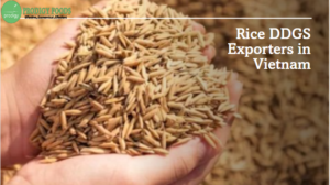 Rice DDGS Exporters in Vietnam