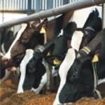 Benefits of High-Quality Raw Material for Animal Feed Production