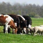 Impact of Raw Material on Livestock Health