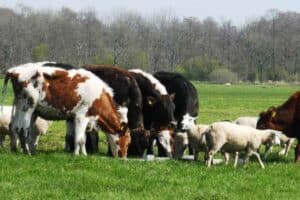 Impact of Raw Material on Livestock Health