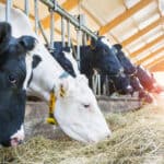 Top 10 Benefits of Balanced Nutrition in Cattle Feed