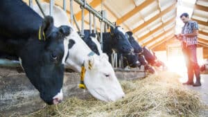 Top 10 Benefits of Balanced Nutrition in Cattle Feed