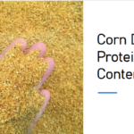 Corn DDGS Protein Content