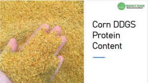 Corn DDGS Protein Content