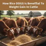 How Does Rice DDGS Improve Weight Gain In Cattle How Rice DDGS Is Beneficial To Weight Gain In Cattle