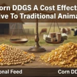 Is Corn DDGS A Cost Effective Alternative To Traditional Animal Feed