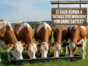 Is Gaur Korma A Suitable Feed Ingredient For Dairy Cattle