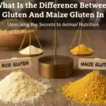 What Is the Difference Between Rice Gluten And Maize Gluten In Feed What Is the Difference Between Rice Gluten And Maize Gluten In Feed