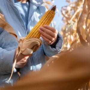Corn DDGS Exporters in Bangladesh