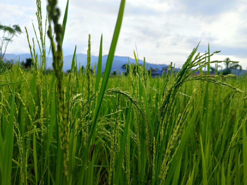 Rice panicles ripening in a paddy field