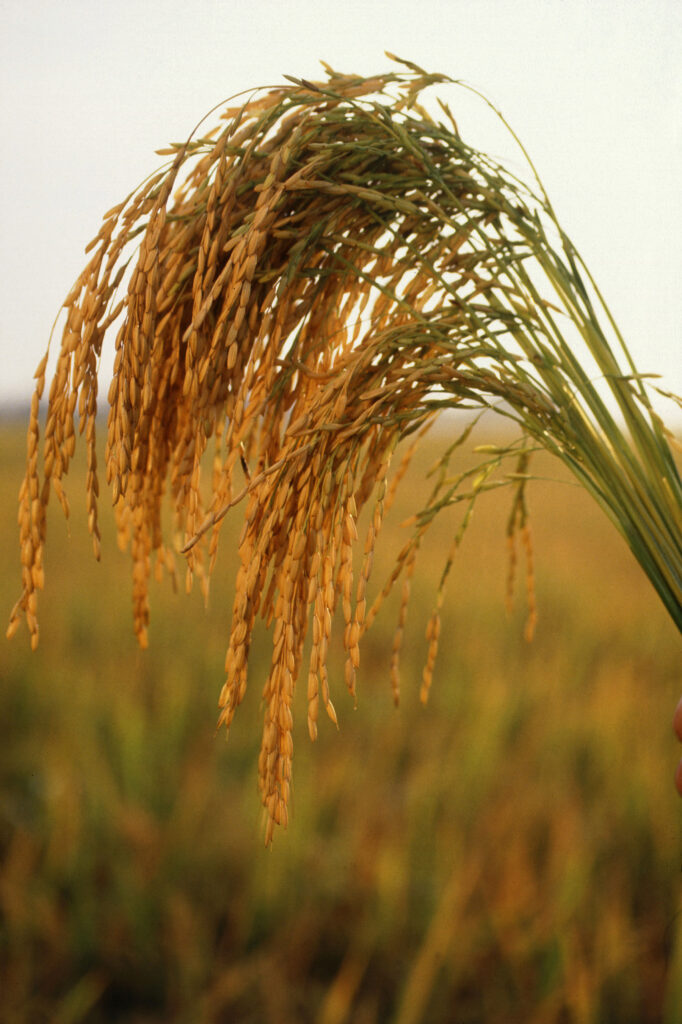 Long-grain white rice grains