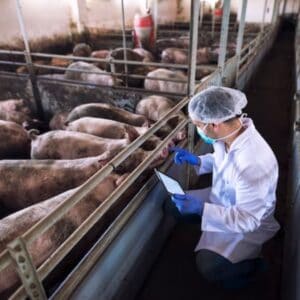 Pig Feed Raw Material Suppliers in Vietnam