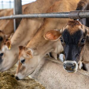 Cattle Feed Raw Material Supplier in Vietnam