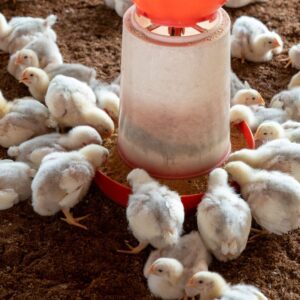 Poultry Feed Raw Material in Punjab