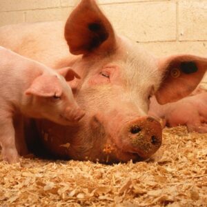 Pig Feed Raw Material in Punjab