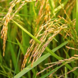 Rice DDGS Exporters in Bangladesh