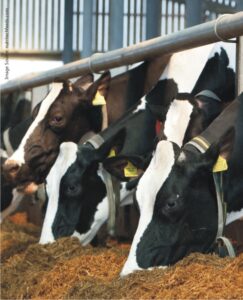 Benefits of High-Quality Raw Material for Animal Feed Production
